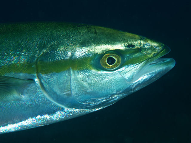Japanese Amberjack (Seriola quinqueradiata) · iNaturalist Japanese Amberjack (Seriola quinqueradiata) · iNaturalist