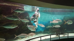 Japanese Amberjack photo 5