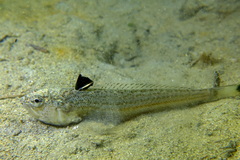 Echiichthys vipera