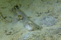 Echiichthys vipera