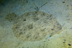 Scophthalmus rhombus