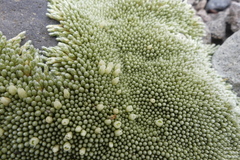 Pycnophyllum