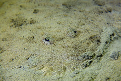 Scophthalmus rhombus