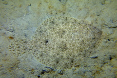 Scophthalmus rhombus