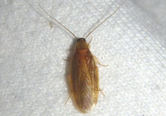 Compsodes schwarzi