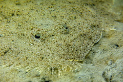 Scophthalmus rhombus