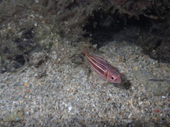 Sargocentron praslin