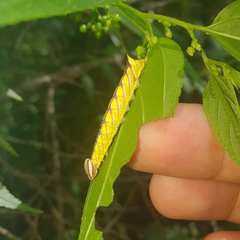 Antithemerastis acrobela