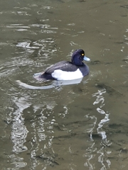 Aythya fuligula