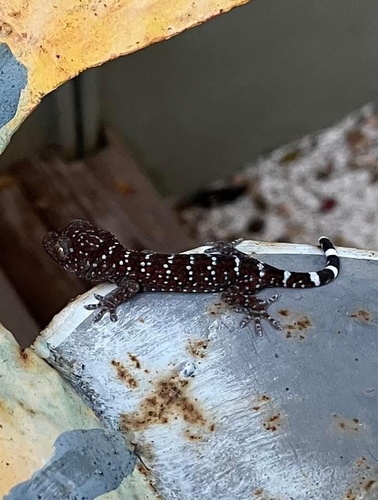 Found with a large female tokay gecko guarding eggs.