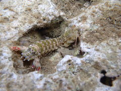 Gonodactylus chiragra