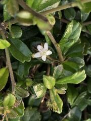 Ehretia microphylla
