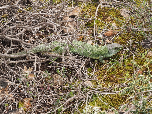 Balkan Green Lizard, Αττική, Ελλάδα, photo 8 of 10