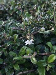 Ehretia microphylla