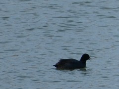 Fulica atra