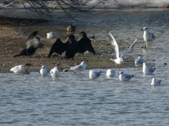 Phalacrocorax carbo