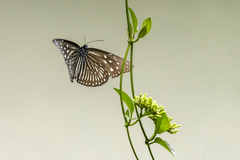 Euploea mulciber mulciber