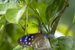 Euploea mulciber mulciber