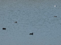 Fulica atra