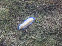 Pseudoceros galatheensis