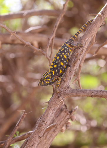 Arabian Chameleon, Chamaeleo arabicus