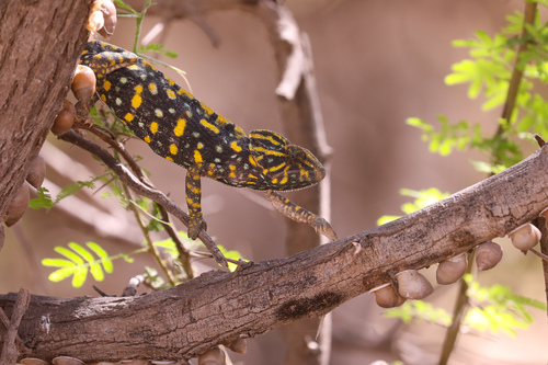 Arabian Chameleon