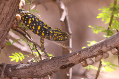 Chamaeleo arabicus