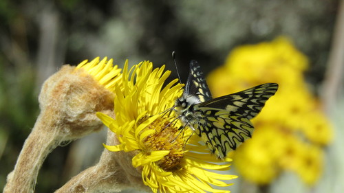 Catasticta chrysolopha