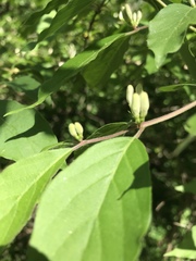 Lonicera maackii