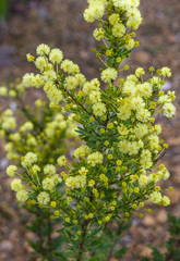 Acacia lateriticola