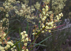 Acacia crassiuscula