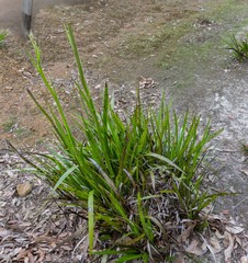 Anigozanthos flavidus