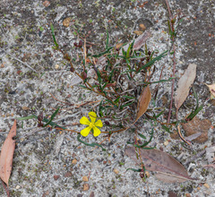 Hibbertia cunninghamii