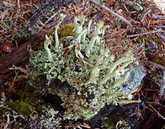 Cladonia sulphurina