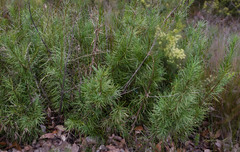 Podocarpus drouynianus