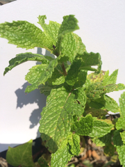 Mentha × rotundifolia