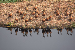 Dendrocygna javanica