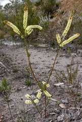 Acacia hastulata
