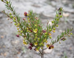 Boronia megastigma
