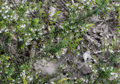Styphelia pendula