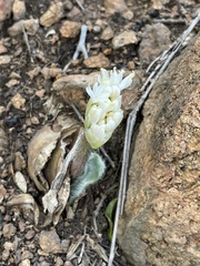 Haemanthus humilis humilis