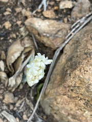 Haemanthus humilis humilis