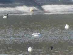 Podiceps nigricollis