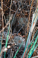 Aylostera fiebrigii