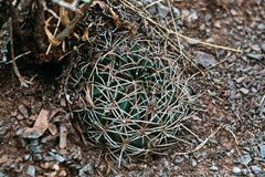 Lobivia cinnabarina