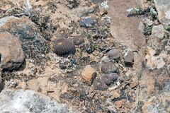 Aylostera heliosa