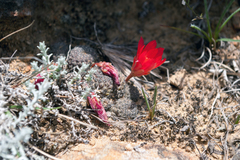 Aylostera heliosa