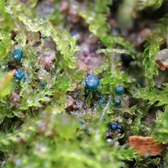 Mniaecia jungermanniae