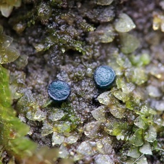 Mniaecia jungermanniae