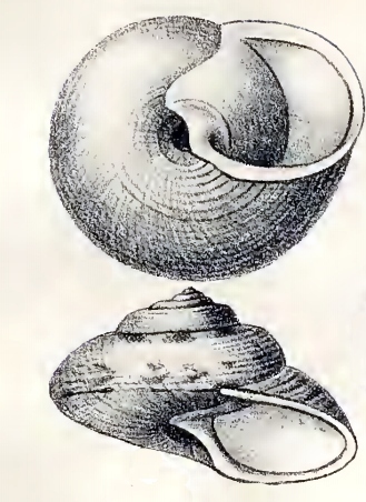 Callogaza